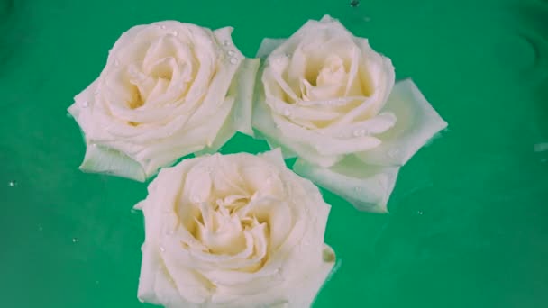 Bílé Květy Růží Vznášejí Vodě Zeleném Pozadí Kapky Vody Kapají — Stock video