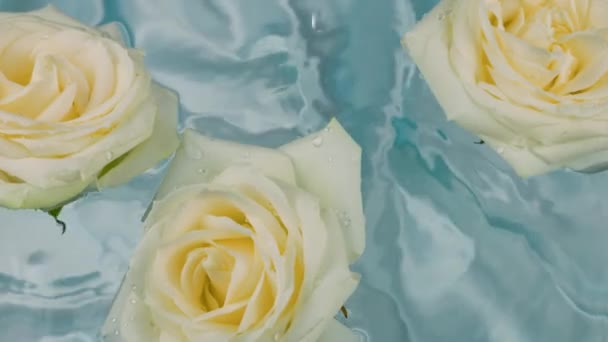 Bílé Květy Růží Vznášejí Vodě Světle Modrém Pozadí Kapky Vody — Stock video