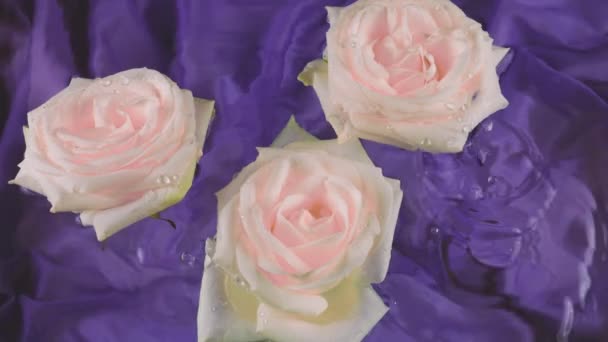 Bílé Květy Růží Vznášejí Vodě Tmavočerveném Hedvábí Kapky Vody Kapají — Stock video