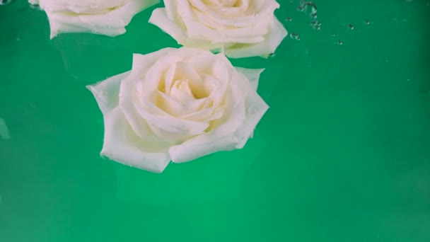 Bílá Růže Květiny Plavat Vodě Zeleném Pozadí — Stock video