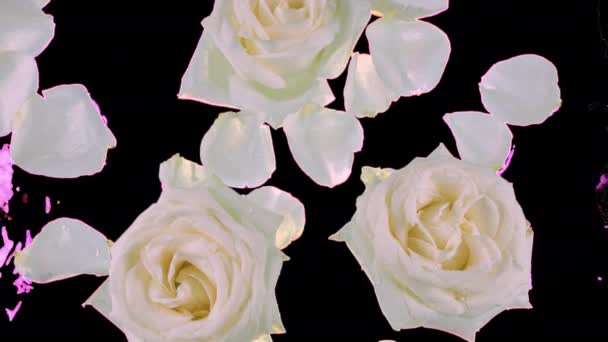 Kwiaty Płatki Białych Róż Unoszą Się Wodzie Falują Powierzchni Wody — Wideo stockowe