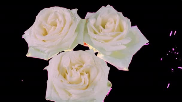 Bílé Květy Růží Plavou Vodě Kapky Vody Kapají Růže Vodní — Stock video