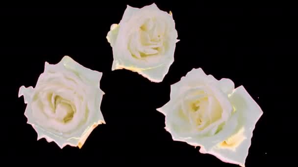 Bílé Květy Růží Pod Vodou Vlnky Hladině Alfa Kanál Zahrnut — Stock video