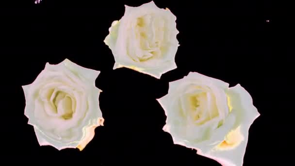 Bílé Květy Růží Pod Vodou Vlnky Hladině Alfa Kanál Zahrnut — Stock video