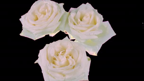 Bílé Květy Růží Vznášejí Vodě Vlní Hladině Alfa Kanál Zahrnut — Stock video