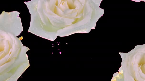 Kwiaty Płatki Białych Róż Unoszą Się Wodzie Krople Wody Kapią — Wideo stockowe