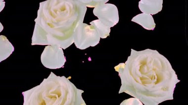 Beyaz güllerin çiçekleri ve taç yaprakları suda yüzer. Güllerin üzerine ve suyun yüzeyine su damlaları damlıyor. Alfa kanalı dahil.