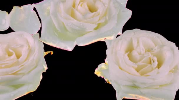Florile Petalele Trandafiri Albi Plutesc Apă Picături Apă Picurând Trandafiri — Videoclip de stoc