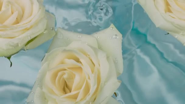 水滴落在水面上 蓝色背景上漂浮着白玫瑰花 — 图库视频影像