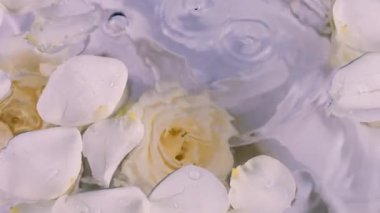 Su damlaları suyun yüzeyine süzülen beyaz gül yapraklarıyla su altında gül çiçeklerinin arka planına düşer. Leylak tonunda kompozisyon.