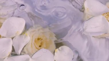 Su damlaları suyun yüzeyine süzülen beyaz gül yapraklarıyla su altında gül çiçeklerinin arka planına düşer. Leylak tonunda kompozisyon.