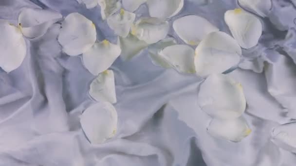 Лепестки Роз Плавают Поверхности Воды Рябью Состав Синих Тонах — стоковое видео