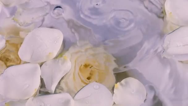 Krople Wody Spadają Powierzchnię Wody Pływającymi Białymi Płatkami Róż Tle — Wideo stockowe