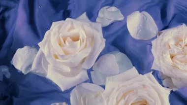 Beyaz güllerin çiçekleri ve taç yaprakları, koyu mavi ipek arka planda yüzer ve suyun yüzeyinde dalgalanmalar olur..