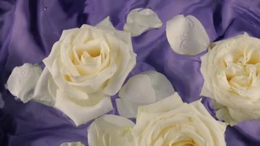 Beyaz gül çiçekleri ve taç yaprakları, koyu mor ipek arka planda suda yüzer ve suyun yüzeyinde dalgalanmalar olur..