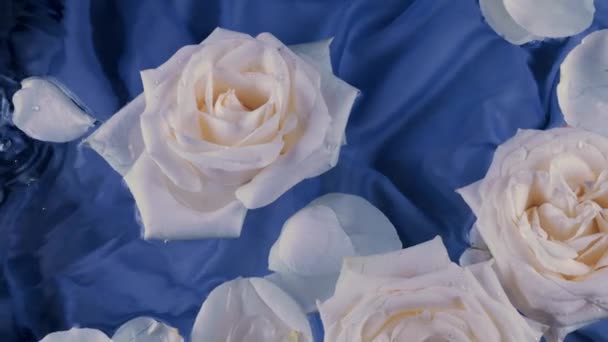 Květiny Okvětní Lístky Bílých Růží Plují Vodě Tmavomodrém Pozadí Vlní — Stock video