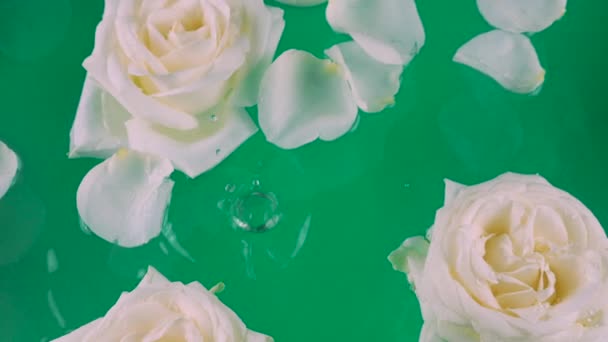Kwiaty Płatki Białych Róż Pływają Wodzie Zielonym Tle Krople Wody — Wideo stockowe