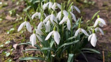 İlkbaharda çayırda düşen meşe yaprakları arasında Galanthus veya kar damlası.