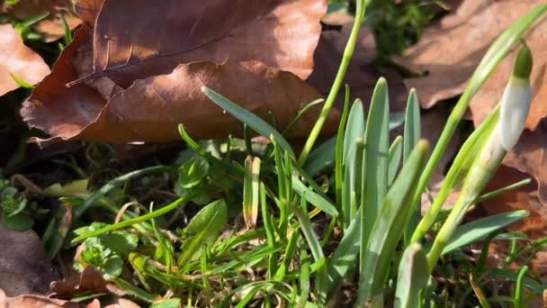 Galanthus Oder Schneeglöckchen Zwischen Abgefallenen Eichenblättern Auf Der Wiese Frühling — Stockvideo