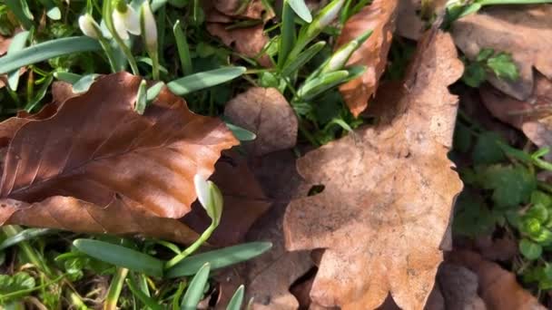 Galanthus Vagy Hóvirág Hullott Tölgyfák Levelei Között Tavasszal Réten — Stock videók