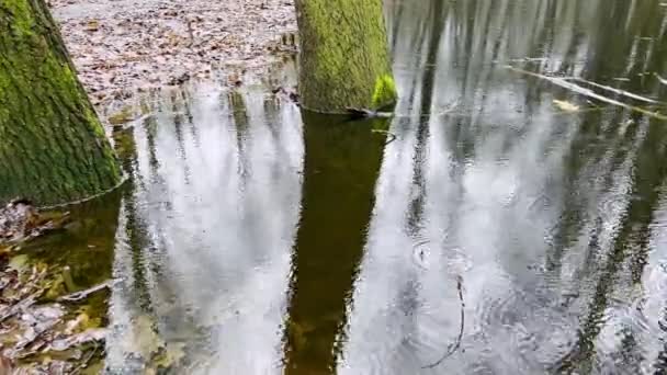 Regendruppels Vallen Het Wateroppervlak Van Een Vijver Het Bos — Stockvideo