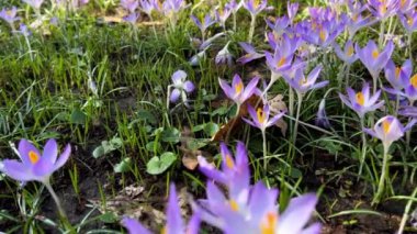 Parktaki Crocus çiçekleri. Atış makrosu.