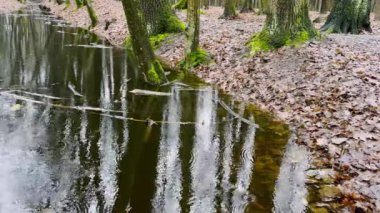 Yağmur damlaları ormandaki bir göletin yüzeyine düşer..