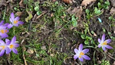 Parktaki Crocus çiçekleri. Atış makrosu.