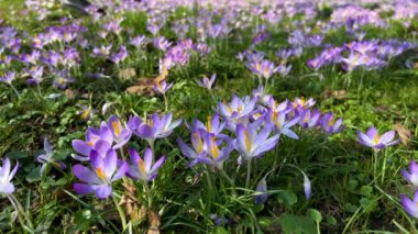 Parktaki Crocus çiçekleri. Atış makrosu.