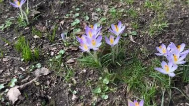 Parktaki Crocus çiçekleri. Atış makrosu.