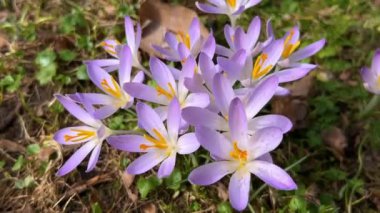 Parktaki Crocus çiçekleri. Atış makrosu.