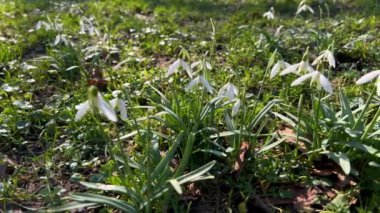 İlkbaharda yeşil çimlerin üzerinde Galanthus ya da kar yağışı.