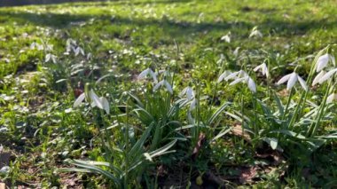 İlkbaharda yeşil çimlerin üzerinde Galanthus ya da kar yağışı.