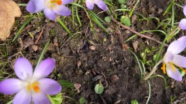 Parktaki Crocus çiçekleri. Atış makrosu.