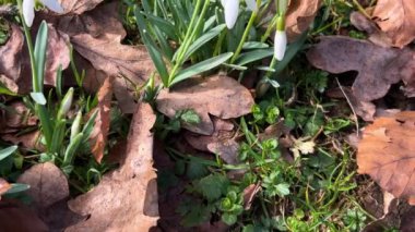 İlkbaharda çayırda düşen meşe yaprakları arasında Galanthus veya kar damlası.