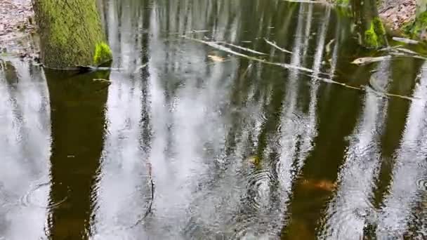 Krople Deszczu Spadają Powierzchnię Wody Stawu Lesie — Wideo stockowe