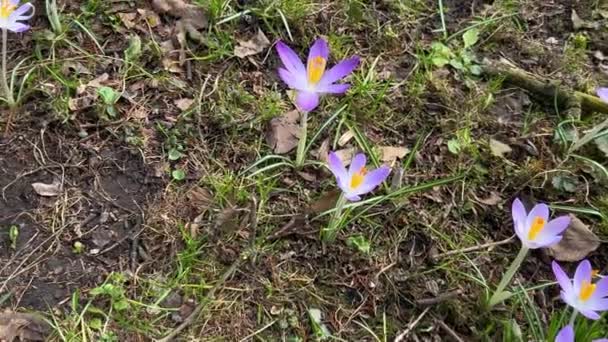 Parktaki Crocus Çiçekleri Atış Makrosu — Stok video