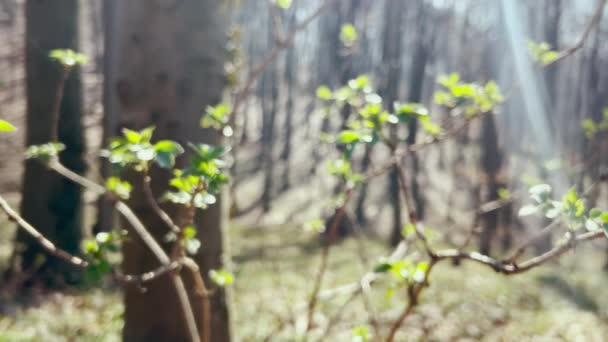 Lkbaharda Ormandaki Ağaçların Arka Planına Karşı Çalılıklarda Taze Yeşil Yapraklar — Stok video