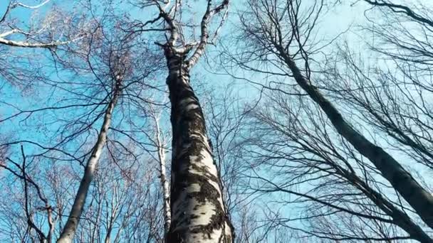 Lkbaharda Birch Korusu Ağaç Gövdesine Ateş Etmek — Stok video