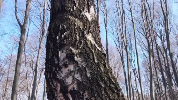 Στο Μπερτς Γκρόουβ Την Άνοιξη Τσάντες Συνδέονται Φλοιό Του Δέντρου — Αρχείο Βίντεο