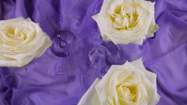Białe Kwiaty Róży Pływają Wodzie Ciemnym Fioletowym Tle Jedwabiu Krople — Wideo stockowe