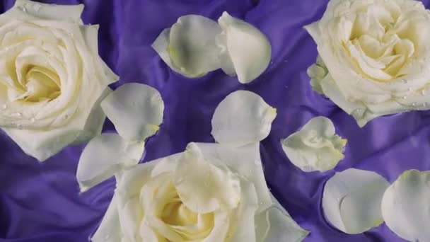 Les Pétales Rose Tombent Sur Des Fleurs Blanches Rose Flottant — Video