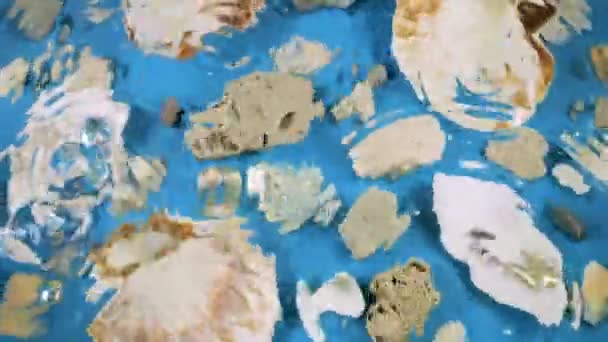 海底をイメージする オイスターとスカロップの貝殻 海の小石 水中の青い背景 明確な水の表面に落下する — ストック動画