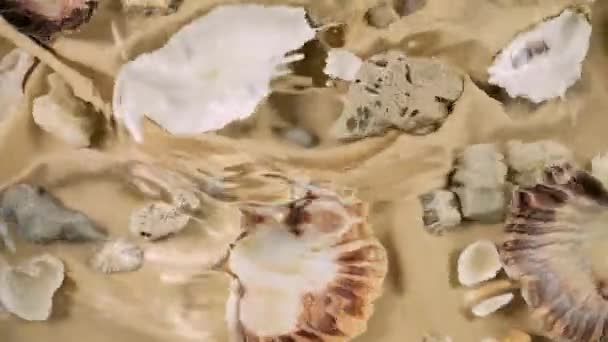 Imitacja Dna Morskiego Ostrygi Muszle Przegrzebków Kamyki Morskie Piaskowej Tkaninie — Wideo stockowe