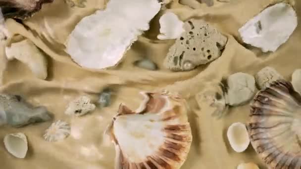 바닷가의 오이스터와 가리비 모래색 패브릭에 깨끗한 표면에 잔물결 — 비디오