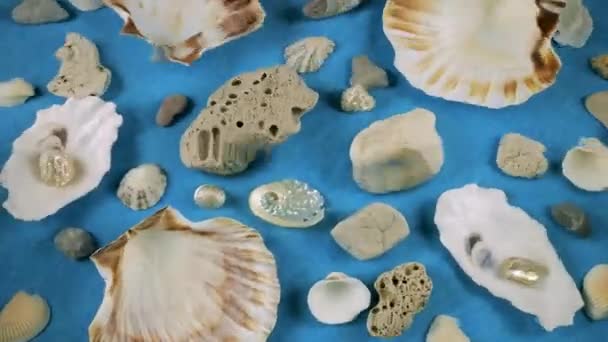 海底をイメージする オイスターとスカロップの貝殻 海の小石 水中の青い背景 透明な水面のリップル — ストック動画
