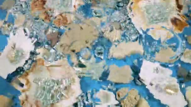 Oester Sint Jakobsschelpen Zeekeien Parels Een Blauwe Onderwaterachtergrond Druppels Vallen — Stockvideo