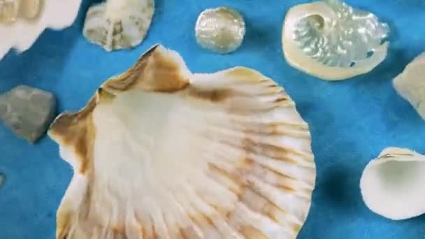 海底をイメージする オイスターとスカロップの貝殻 海の小石 水中の青い背景 透明な水面のリップル — ストック動画