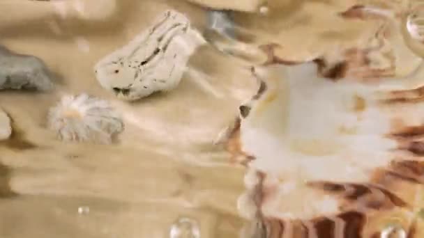 Απομίμηση Του Βυθού Στρείδια Και Όστρακα Βότσαλα Άμμο Χρώματος Υφάσματος — Αρχείο Βίντεο