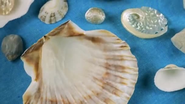 Imitacja Dna Morskiego Ostrygi Muszle Przegrzebków Kamyki Morskie Niebieskim Tle — Wideo stockowe